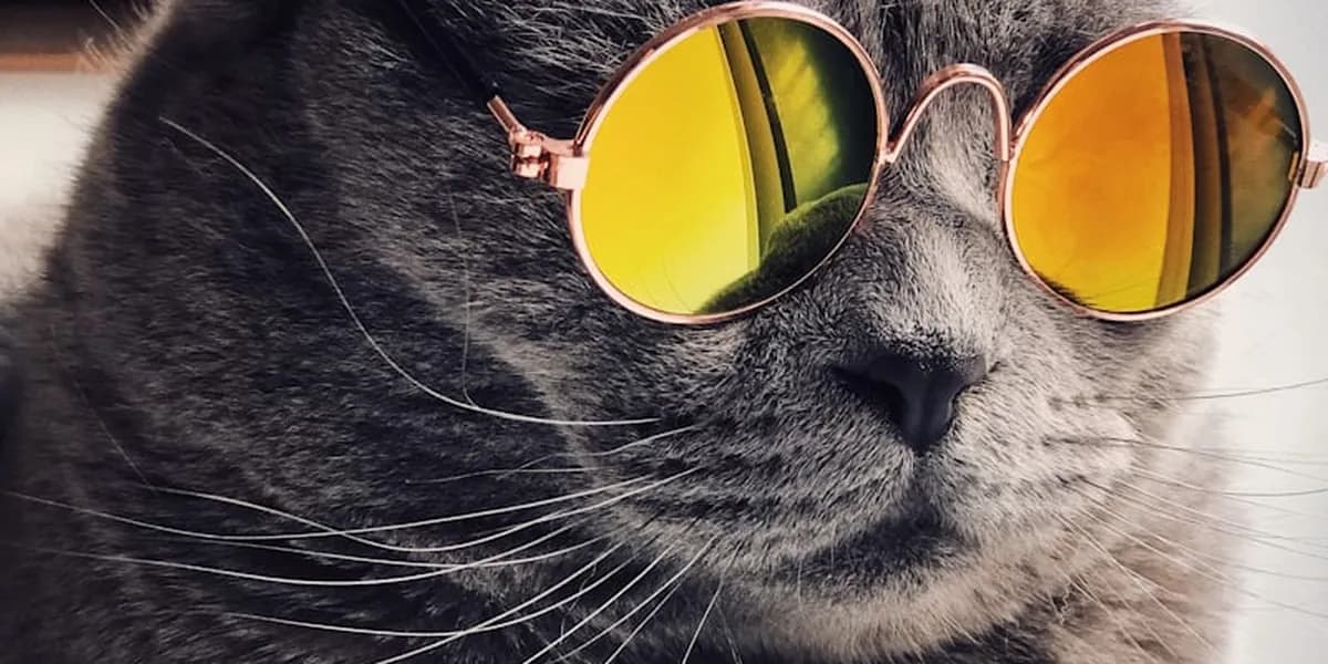 A grey cat wearing round sunglasses, ready for festival season