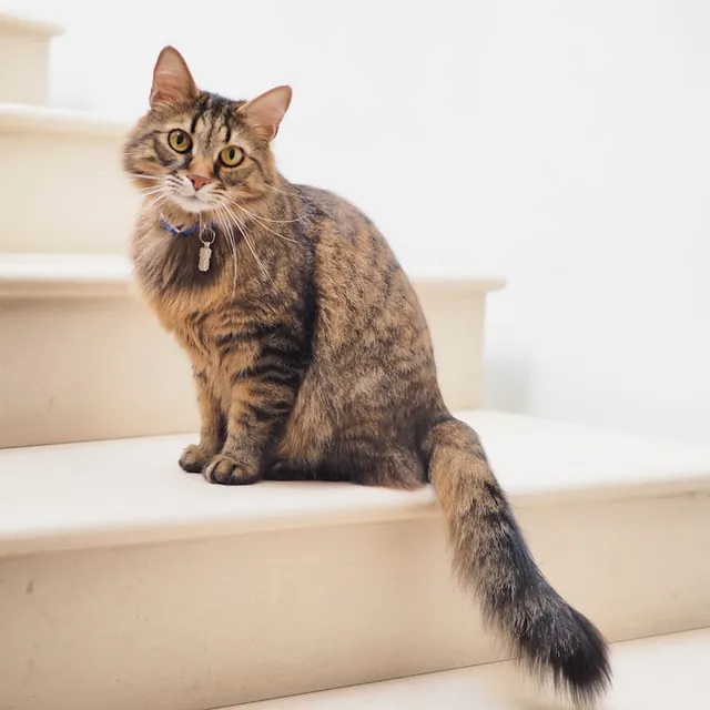 A tabby cat sitting on cream-coloured stairs