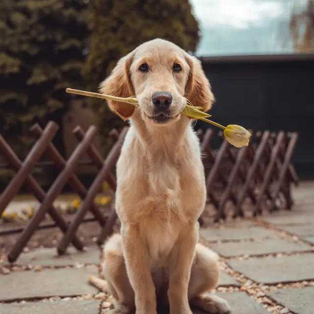 A golden retriever puppy holding a flower in its mouth