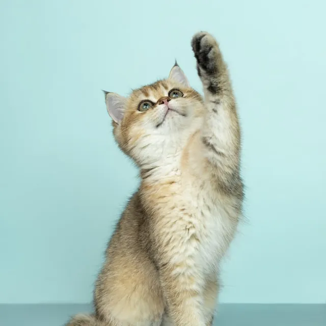 A playful kitten raising one paw