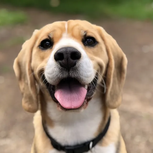 A happy beagle looking at the camera