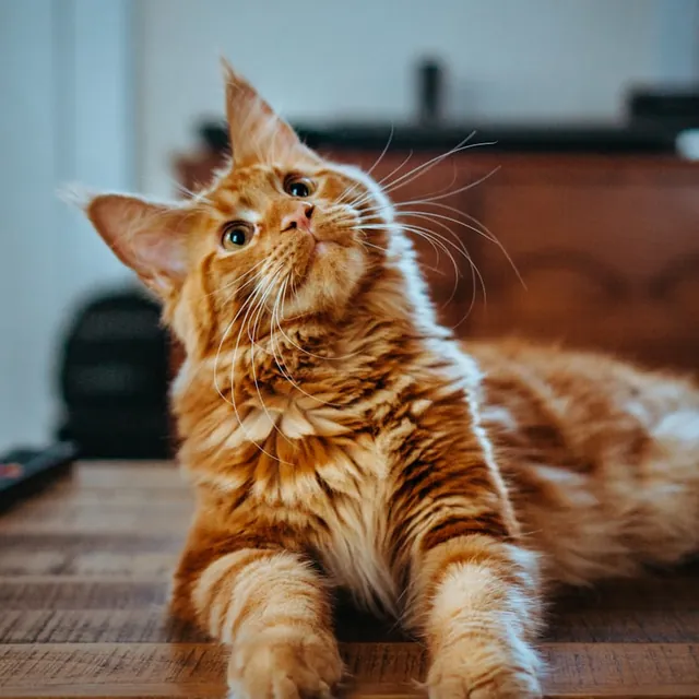 A long-haired ginger cat with a magnificent coat
